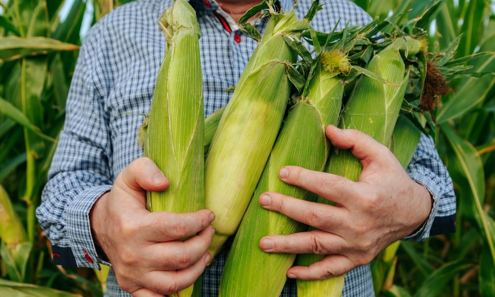 Millfoods Molienda Seca