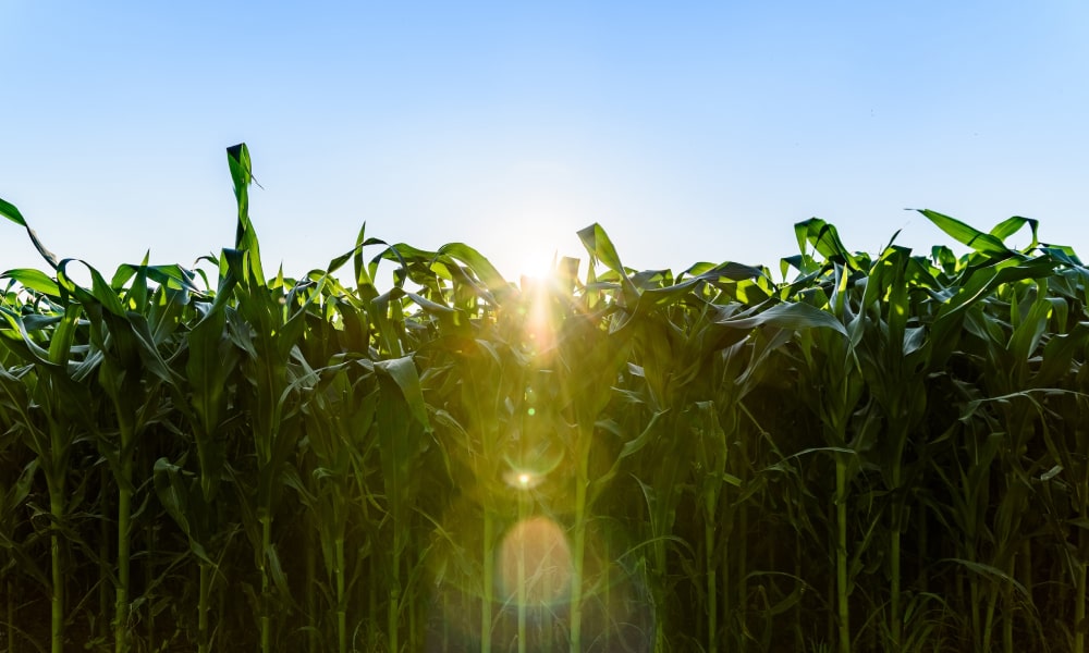 Millfoods Molienda Seca